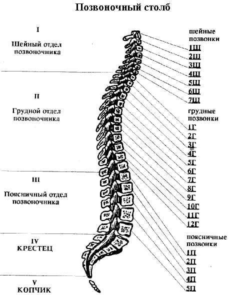 Позвоночник Человека Фото С Номерами